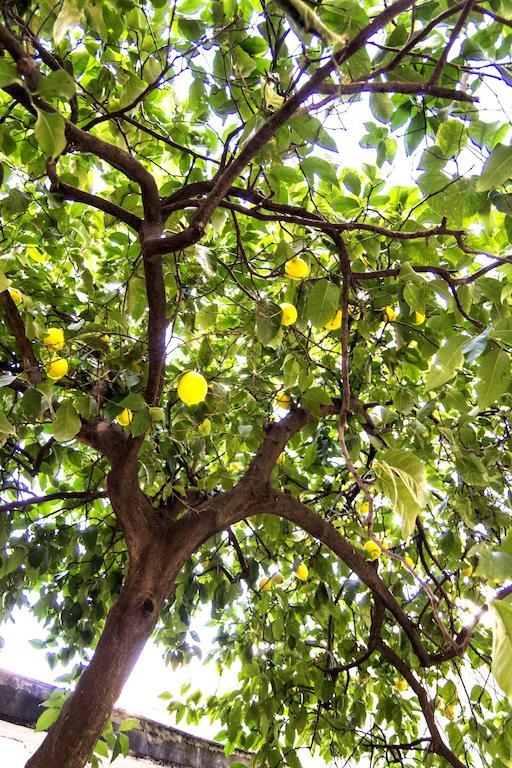 Il Limone A San Pietro Roma Quarto foto
